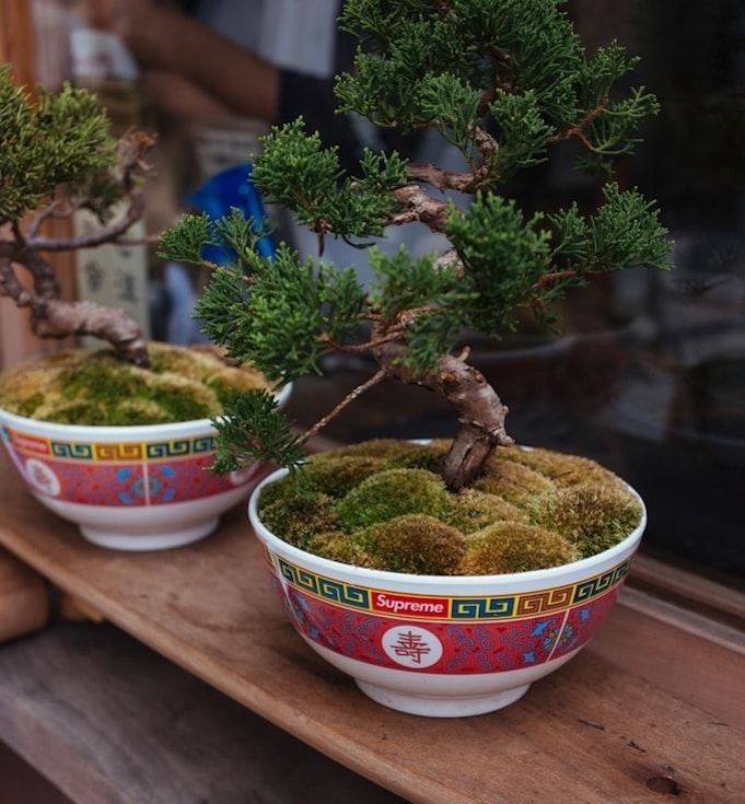 christmas-gifts-for-employees-bonsai