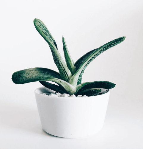 gifts-for-remote-employees-succulents