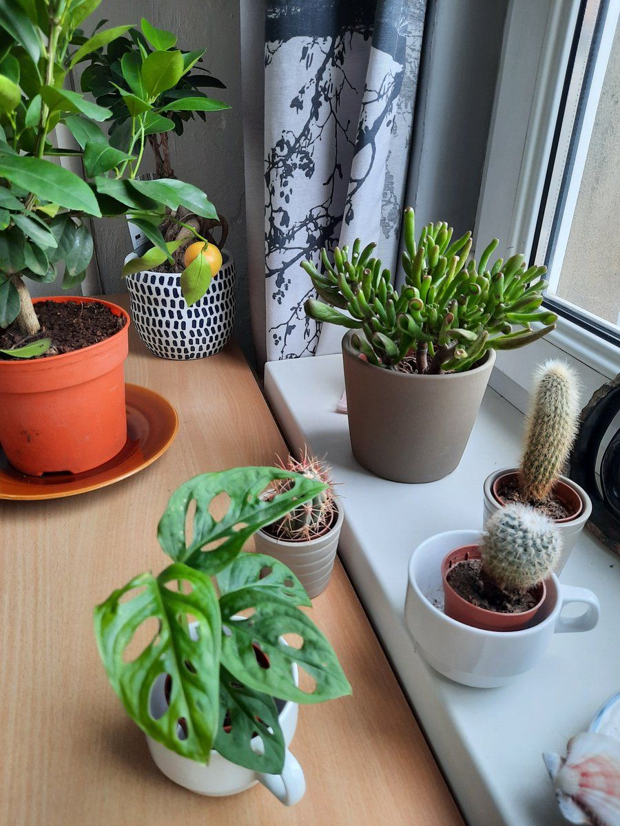 plants-at-home office work-space