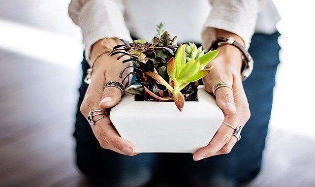succulents as retirement gifts